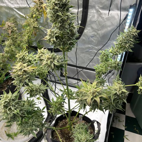 Mephisto Orange Biscuits growlog timeline photo