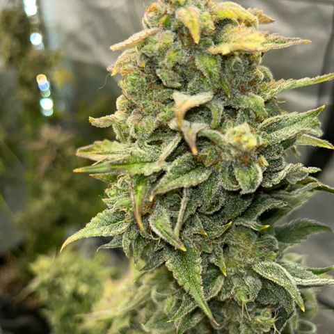 Mephisto Orange Biscuits growlog timeline photo