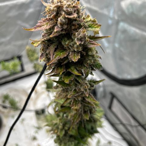 Mephisto Illuminauto #58 Funky Mangifera growlog timeline photo