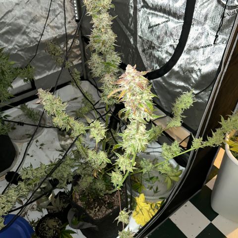 Mephisto Illuminauto #58 Funky Mangifera growlog timeline photo