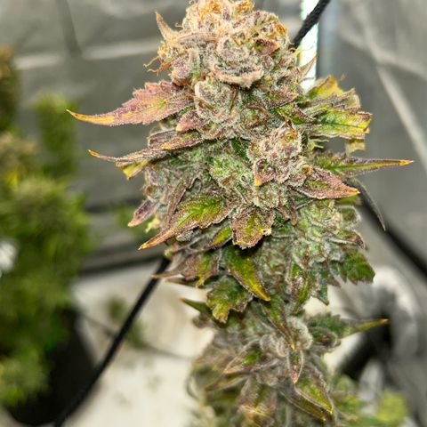 Mephisto Illuminauto #58 Funky Mangifera growlog timeline photo