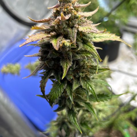 Mephisto Illuminauto #58 Funky Mangifera growlog timeline photo