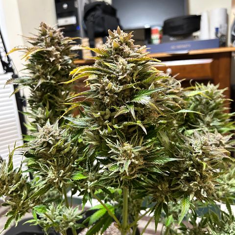 Mephisto Heisenberg Special growlog timeline photo