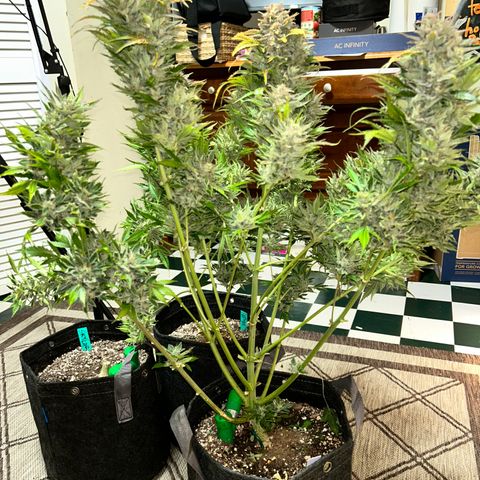 Mephisto Heisenberg Special growlog timeline photo