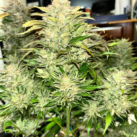 Mephisto Heisenberg Special growlog timeline photo