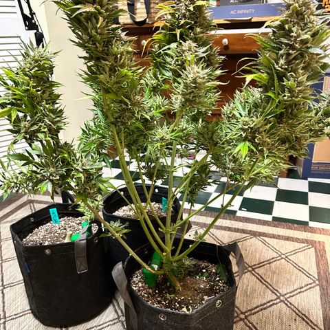 Mephisto Heisenberg Special growlog timeline photo