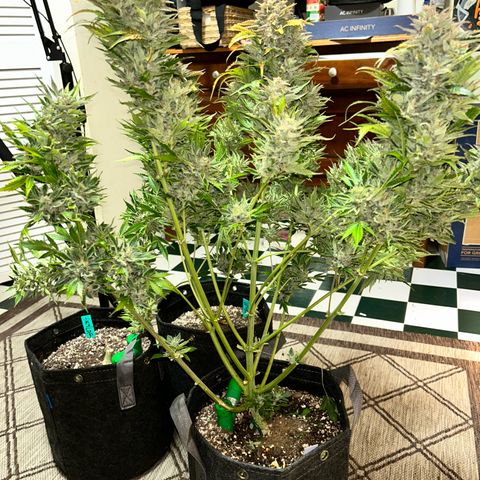 Mephisto Heisenberg Special growlog timeline photo