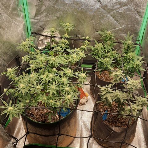 Kool Aid growlog timeline photo