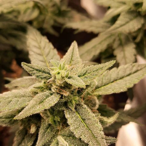 HGVA growlog timeline photo