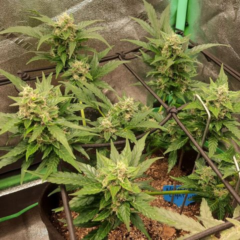 Auto Northern Lights growlog timeline photo