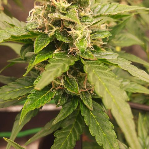 Auto Northern Lights growlog timeline photo