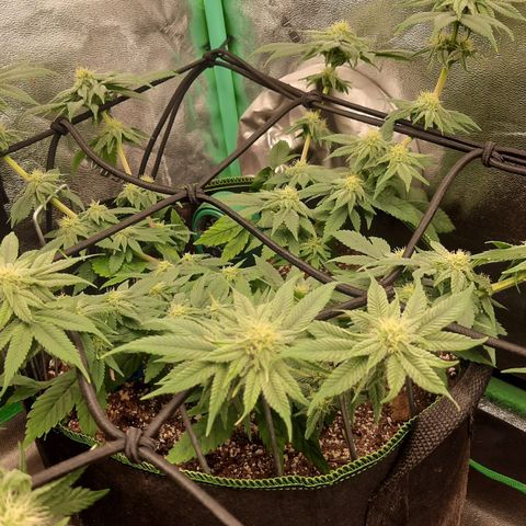 Kool Aid growlog timeline photo