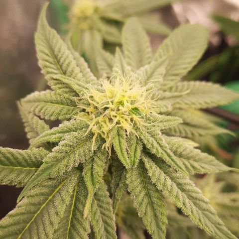 Kool Aid growlog timeline photo