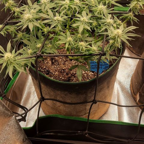 Watermelon Zkittlez growlog timeline photo