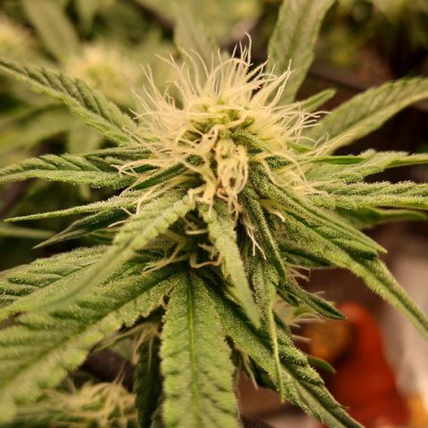 Watermelon Zkittlez growlog timeline photo