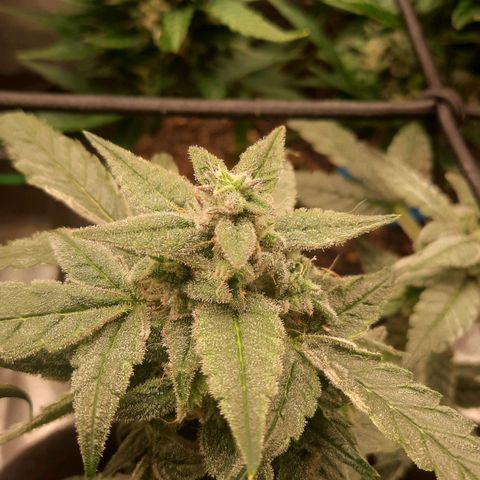 HGVA growlog timeline photo