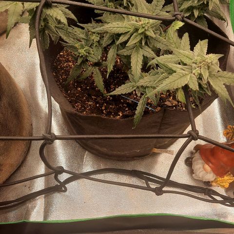 HGVA growlog timeline photo