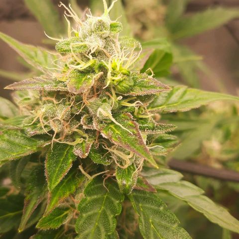 Auto Northern Lights growlog timeline photo