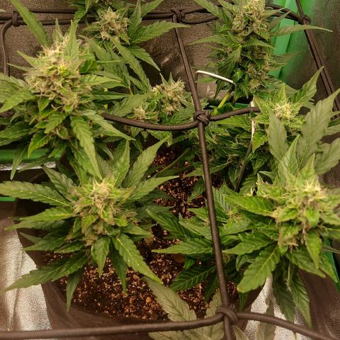 Auto Northern Lights growlog timeline photo