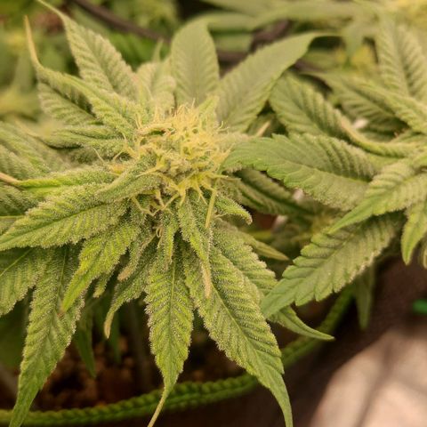 Kool Aid growlog timeline photo