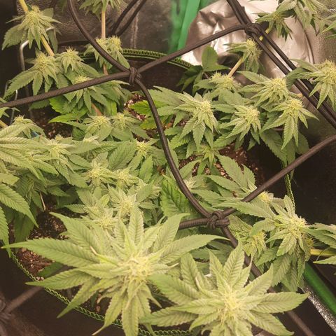 Kool Aid growlog timeline photo