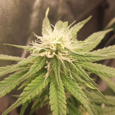 Watermelon Zkittlez growlog timeline photo