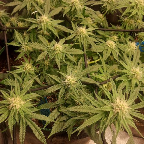 Watermelon Zkittlez growlog timeline photo