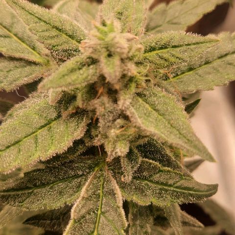 HGVA growlog timeline photo
