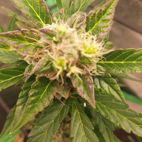 Auto Northern Lights growlog timeline photo