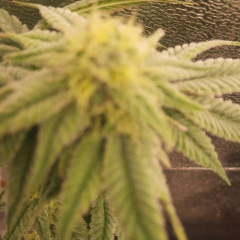 Kool Aid growlog timeline photo
