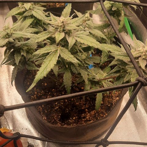 HGVA growlog timeline photo