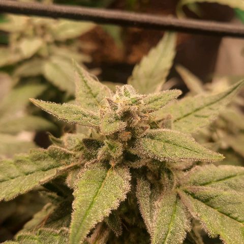 HGVA growlog timeline photo
