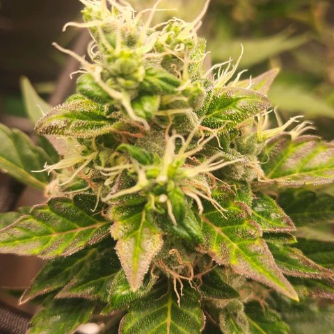 Auto Northern Lights growlog timeline photo