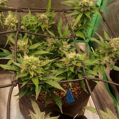 Auto Northern Lights growlog timeline photo