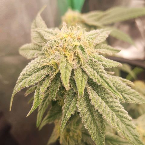 Kool Aid growlog timeline photo