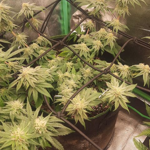 Kool Aid growlog timeline photo