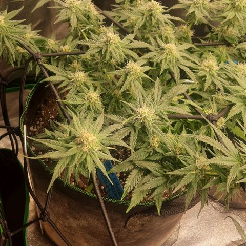 Watermelon Zkittlez growlog timeline photo