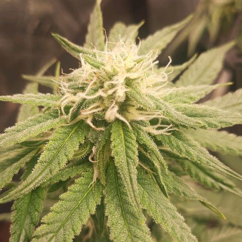 Watermelon Zkittlez growlog timeline photo
