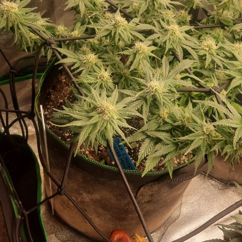 Watermelon Zkittlez growlog timeline photo