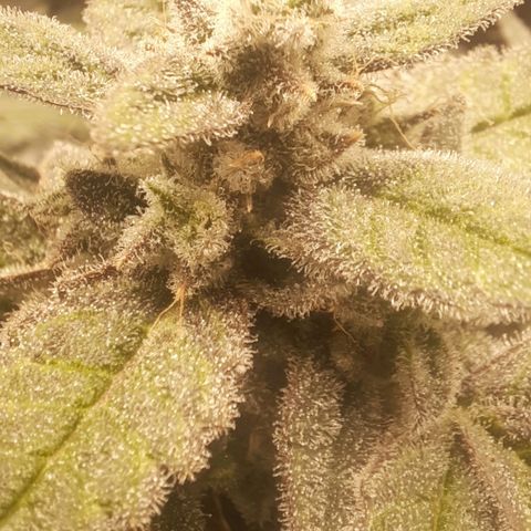 HGVA growlog timeline photo