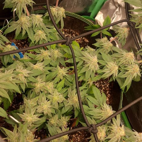 Kool Aid growlog timeline photo