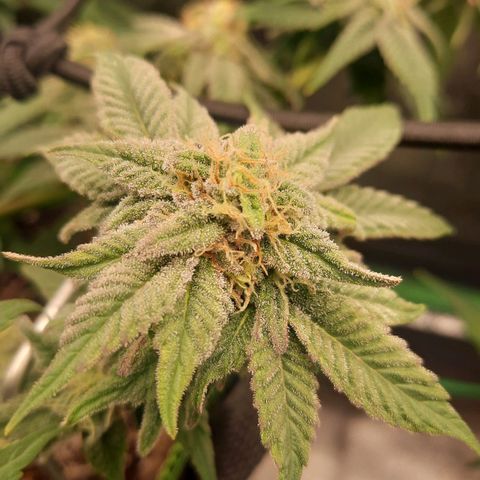 Kool Aid growlog timeline photo