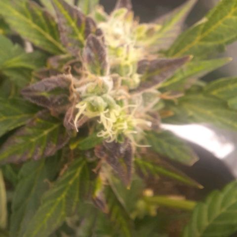Auto Northern Lights growlog timeline photo