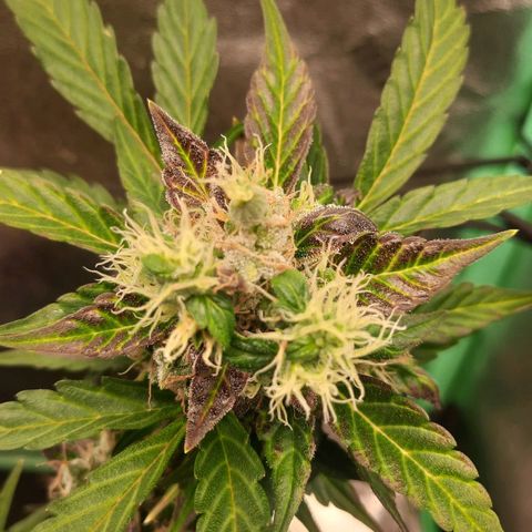 Auto Northern Lights growlog timeline photo