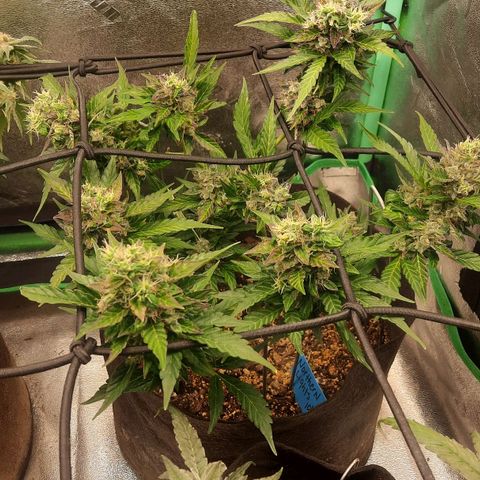 Auto Northern Lights growlog timeline photo