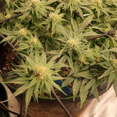 Watermelon Zkittlez growlog timeline photo