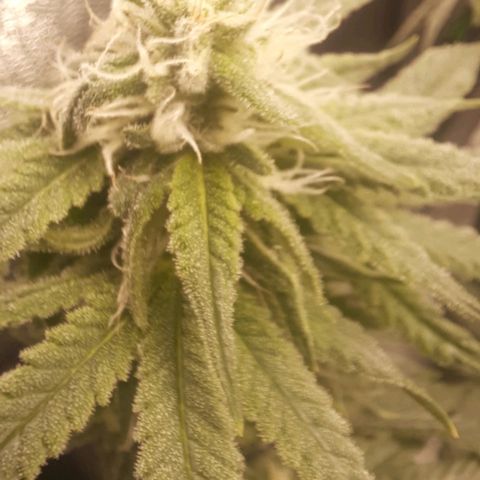 Watermelon Zkittlez growlog timeline photo