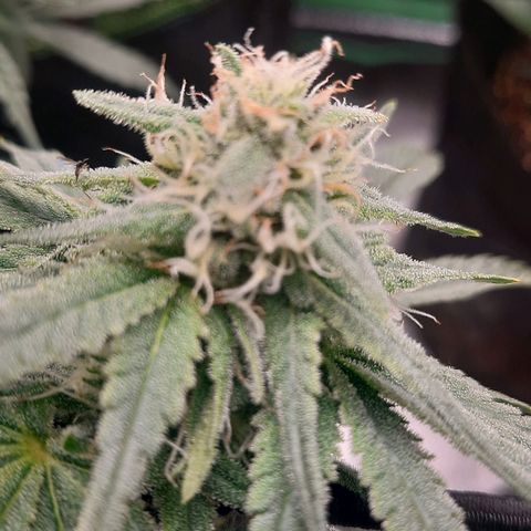 Watermelon Zkittlez growlog timeline photo