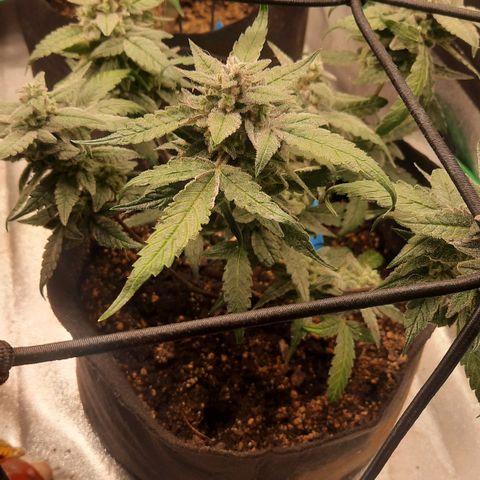 HGVA growlog timeline photo