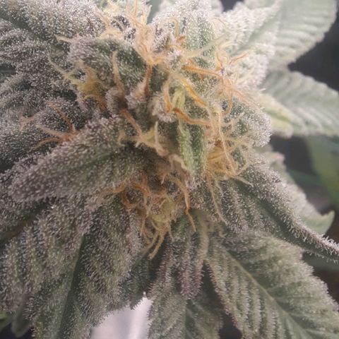 HGVA growlog timeline photo